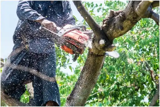 tree services Bethel Park